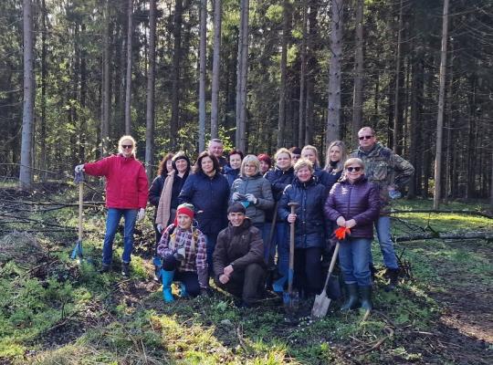 Bibliotekininkai tęsia tradiciją – Antaniškių parke pasodinta 600 berželių