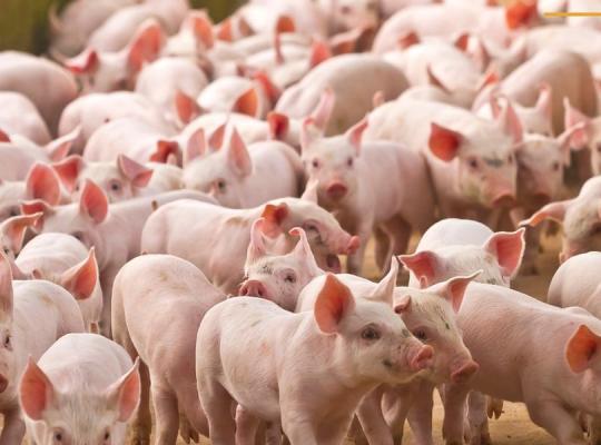 Raseinių rajone – afrikinio kiaulių maro protrūkis