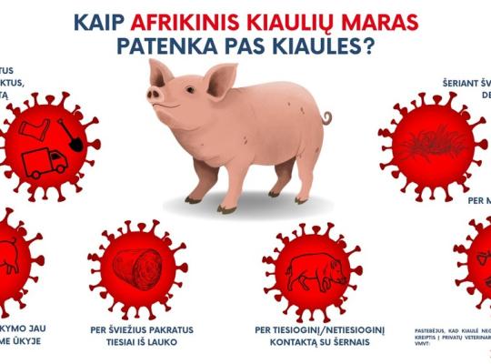 Pirmasis šiemet afrikinio kiaulių maro protrūkis – kiaulių ūkyje Latvijoje