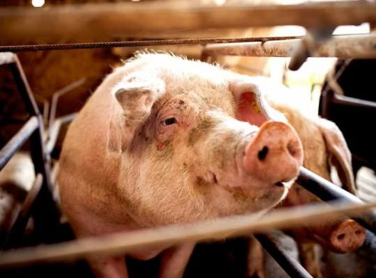 Afrikinio kiaulių maro protrūkis Baisogalos Gyvulininkystės instituto kiaulių ūkyje