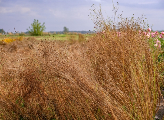 Straipsnio nuotrauka