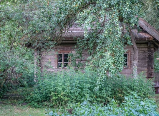Straipsnio nuotrauka