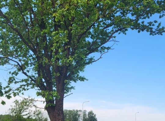 Straipsnio nuotrauka