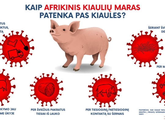 Straipsnio nuotrauka