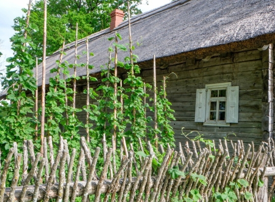 Straipsnio nuotrauka